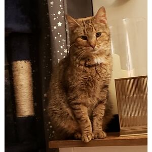 In MEMORY OF MY SOPHIA 1/30/2026